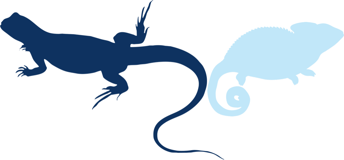 Silhouette of lizard and gecko